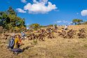 152 Simien Mountains, gelada